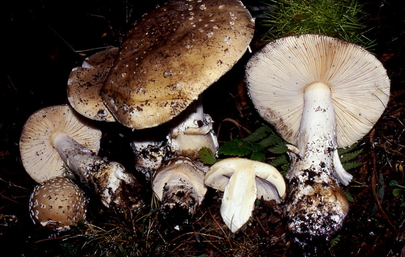 Amanita  amici  Gillet